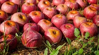 Сверхурожай яблок в 2018 году. Тоны гниют на земле