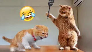 1 Hour of Funniest Animals Compilation 😸🐶 New Funny Cats and Dogs Videos 😅| Paradise of Cat