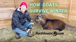 How to Keep Goats Thriving in Winter