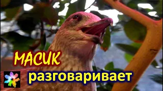 🧙‍♀️💭🐤 #24 Разговор с морской чайкой