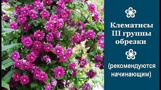 ❀ Клематисы  III группы обрезки (рекомендуются начинающим)