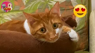 My funny cat watching my videos on TV | YUFUS