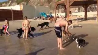 A day at the doggy beach in Tel-Aviv, Israel