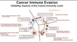 19 Principles of Immunotherapy: Part 2 Cancer Immune Evasion