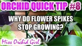 Orchid Tip #8 - Why do Orchid flower spikes stop growing?
