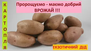 Картопля. Пророщуємо.