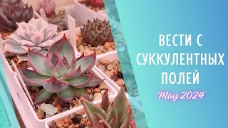 Вести с суккулентных полей 🌱 Май 2024 🌱 Детки и адаптационная полка