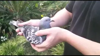 The winning pigeon of the 2020 South African Million Dollar Pigeon Race