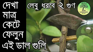 কিভাবে লেবু গাছ ছাঁটলে ফুল-ফল বাড়বে ২ গুণ / How and why to prune lemon plant / Roof Gardening