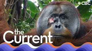 This orangutan used medicinal plants to treat its wound | The Current