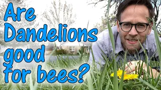 What flowers should I plant for bees? Are Dandelions good for bees?