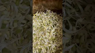 自己種的豆芽菜🥗