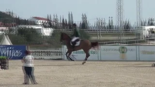 Monalisa LS (MD)  en GP del CSI de  Mijas 13 Noviembre de 2016