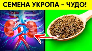 Семена Возрождения! Всего Одна Ложка СЕМЯН УКРОПА и Организм Как Новый! Врачи в Шоке От Этого!