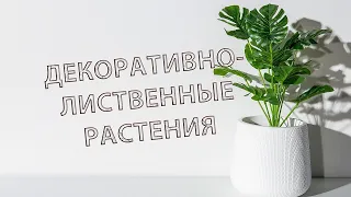 Декоративно-лиственные растения. Какой цветок купить новичку?