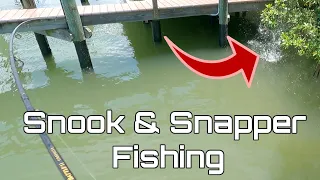 Fishing Ft. Myers Florida | Snook, Mangrove Snapper, Jack, Ladyfish, Grouper