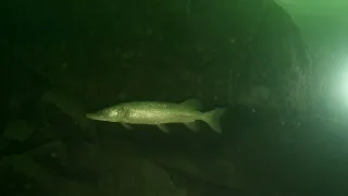 duży szczupak/big pike