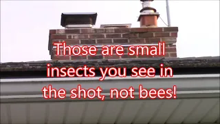 Killer Bees!!!!! How to remove a nest of yellow jackets with no stings or chemicals!