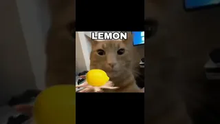 Cat Lemon Meme 🍋 #shorts