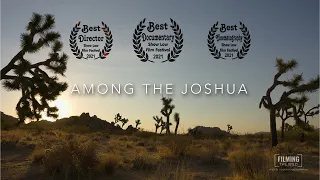 AMONG THE JOSHUA | Filming the Wild in Joshua Tree National Park