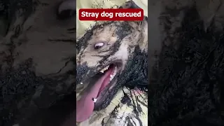 Rescue a dog from molten rubber