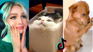 Reacting to TikTok's FUNNIEST Animals