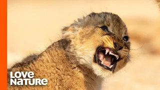 Lion Cubs Fight To Survive