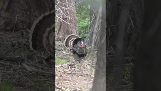 Full video goes live on the channel now! #huntingseason #archery #turkey #gobbler #bow #publicland