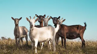 Goat Types and Breeds Part III