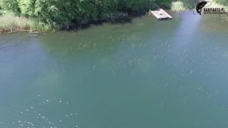 Karpie na Łowisku Chojnica