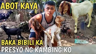 PRESYO NG MGA KAMBING SA BUKID / MAGKANO ANG KAMBING KO DITO SA BATANGAS Vlog #187