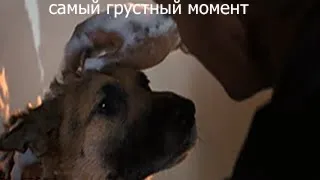 Я-ЛЕГЕНДА.ТОТ САМЫЙ МОМЕНТ СМЕРТИ СОБАКИ !