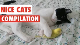 Nice Cats Video Compilation 2016