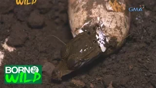 Born to be Wild: Actual hatching of a Philippine crocodile