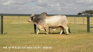 Mr. 4F Polled Ice Man 3/6 (P) | England Cattle Co.