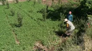More water equals more fruit for Morocco's farmers