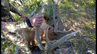 WYOMING ARCHERY ELK HUNT - big FREAK bull - A Short Film