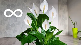 SPATHIPHYLLUM blooms all year round - Just use these tips / Why don't spathiphyllum have flowers