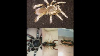 all my tarantulas, scorpions and centipedes.  Все мои птицееды, скорпионы и сколопендры.