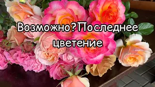 Последнее цветение роз