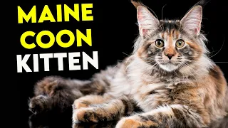 WATCH THIS If You Want a MAINE COON KITTEN! (Full Guide)