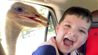 ATTACKEd BY WILD ANIMALS at the DRIVE-THRU ANIMAL PARK ZOO!