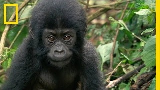 How One Orphaned Gorilla Inspired Her to Save Hundreds More | National Geographic