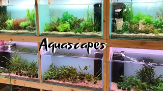 Visiting an Amazing Aquascaping Store in Hawaii!