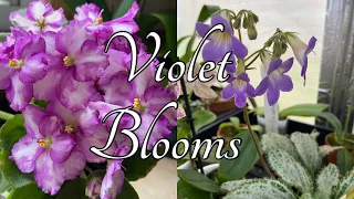 African Violet Bloom Tour