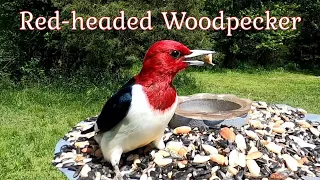 Red-headed Woodpecker: Call/sounds they make and identifying a fledgling / juvenile