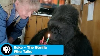 KOKO - THE GORILLA WHO TALKS | Did you know there's a talking gorilla? | PBS