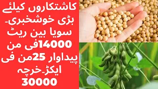 Soyabeen profitable farming in Pakistan 2024