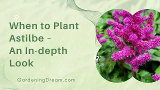 When to Plant Astilbe – An In-depth Look