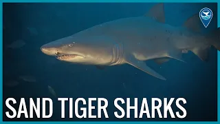 Sand Tiger Sharks